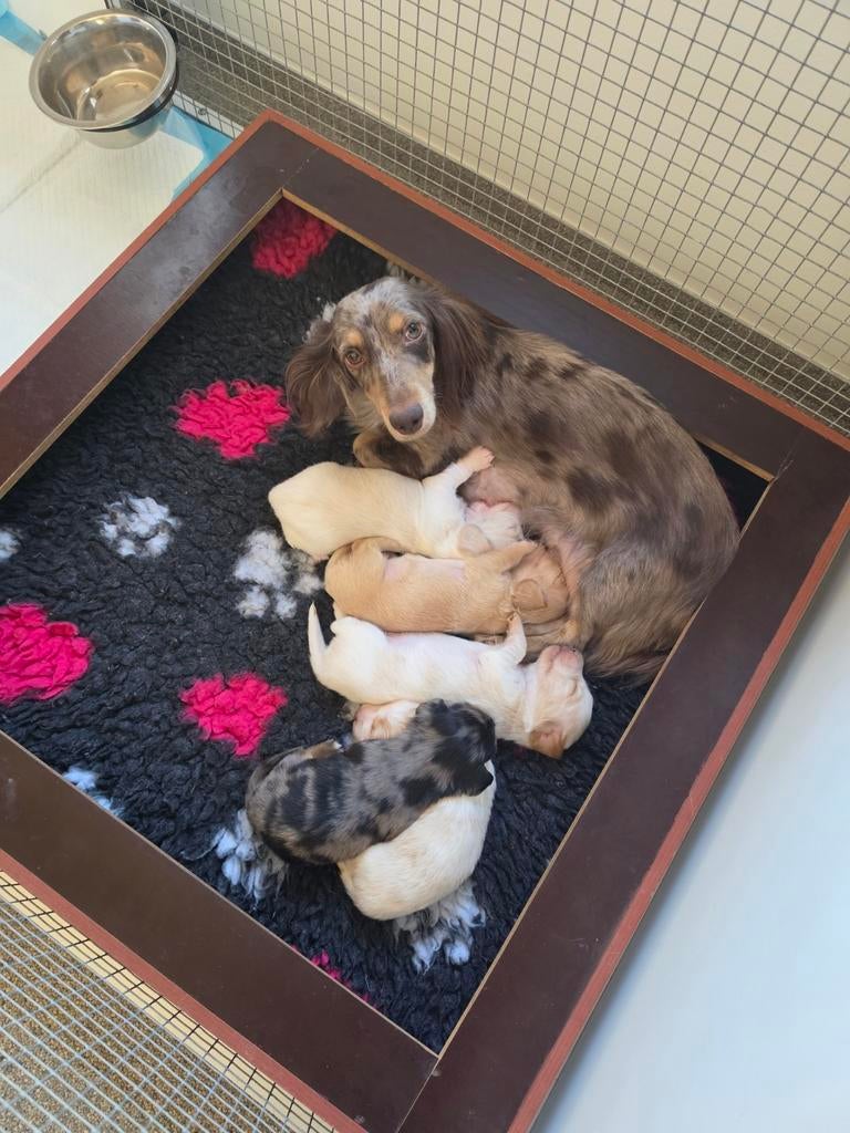 Prachtige langharige dwergteckels cream, Dieren en Toebehoren, Honden | Teckels en Dashonden, Parvo, 8 tot 15 weken, Dwerg, Langhaar