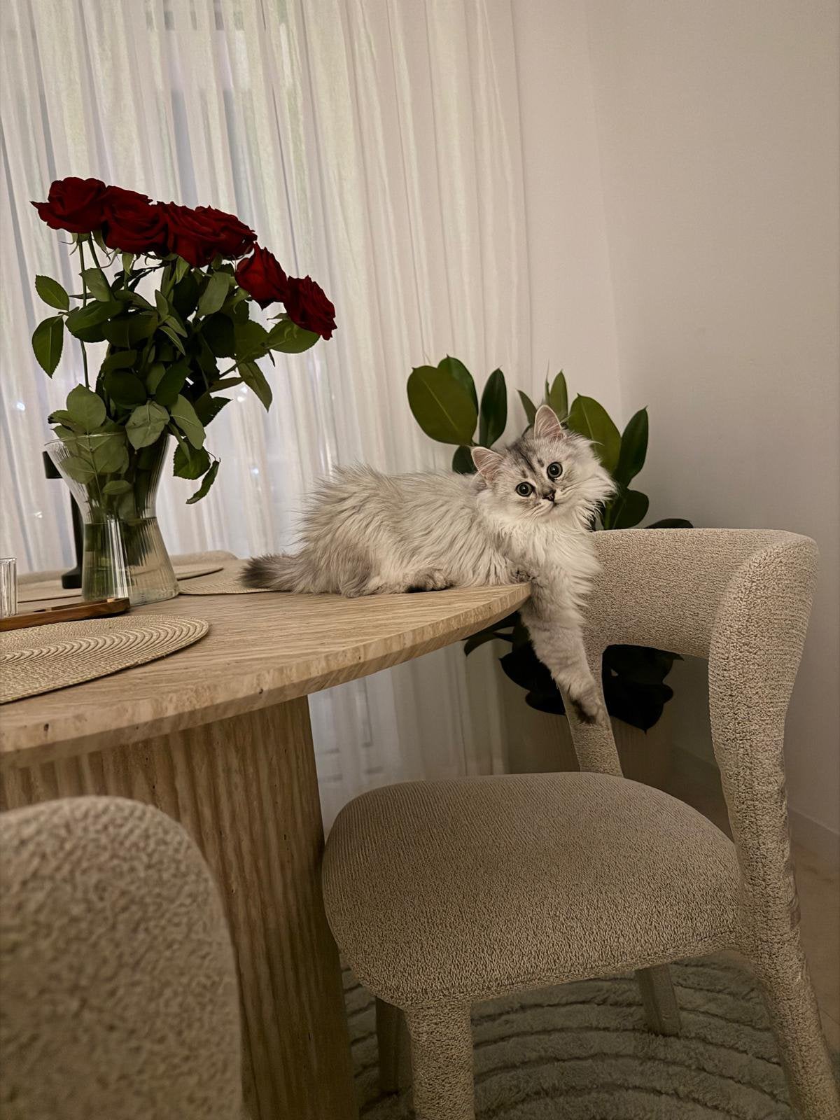 Exclusieve Britse Langhaar kitten zoekt liefdevol thuis, Dieren en Toebehoren, Katten en Kittens | Raskatten | Langhaar, Poes