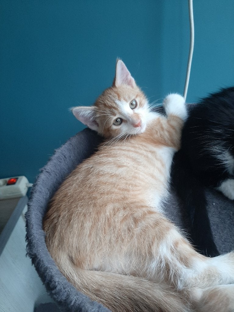 Kittens, Dieren en Toebehoren, Katten en Kittens | Overige Katten, Meerdere dieren, Kortharig, 0 tot 2 jaar