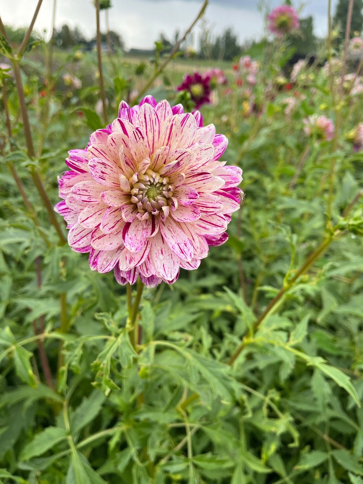 Dahlia knollen 'Smokey' - Prachtige gevlekte bloemen, Overige soorten, Volle zon, Vaste plant, Verzenden