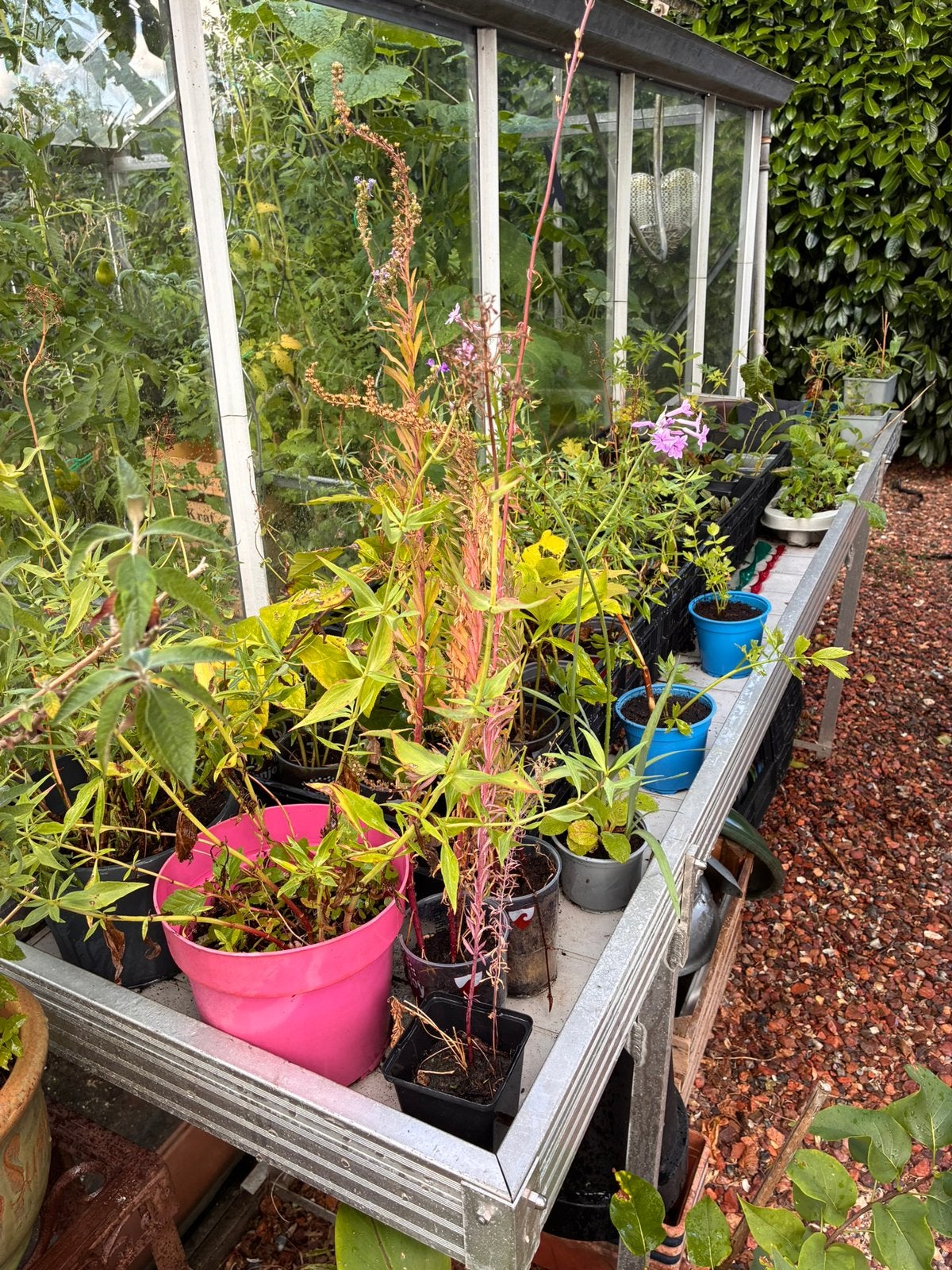 Grote partij vaste tuinplanten, Ophalen, Vaste plant, Overige soorten, Volle zon