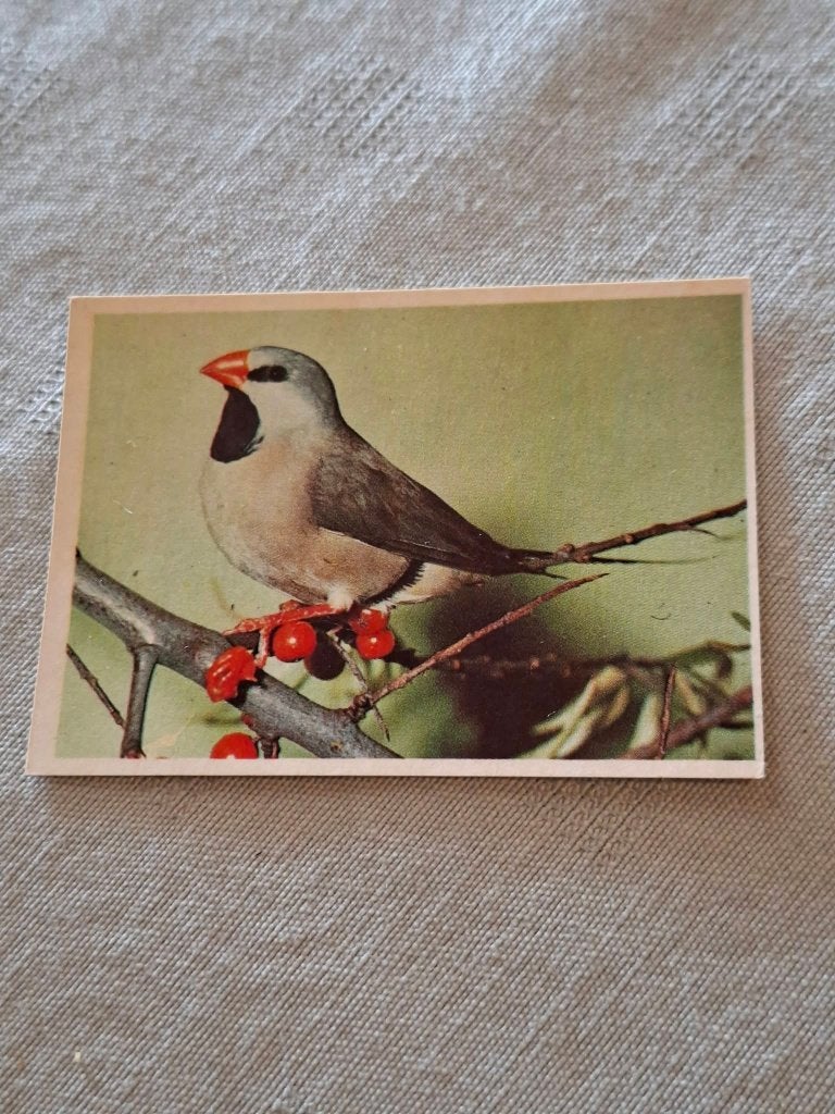 Prentje/Chromo : Spitsstaart Amadine, 1960 tot 1980, Gebruikt, Ophalen of Verzenden, Dier