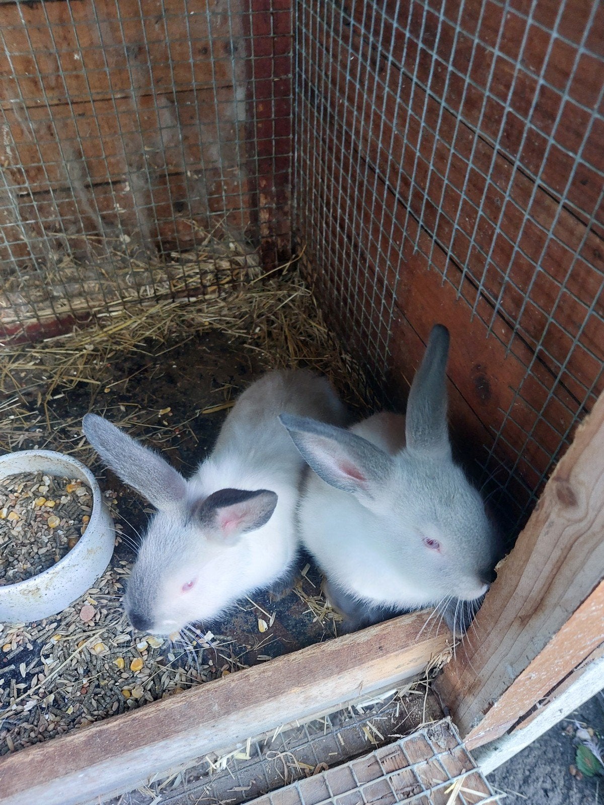 te koop jonge californier konijnen, Dieren en Toebehoren, Konijnen, Geslacht onbekend