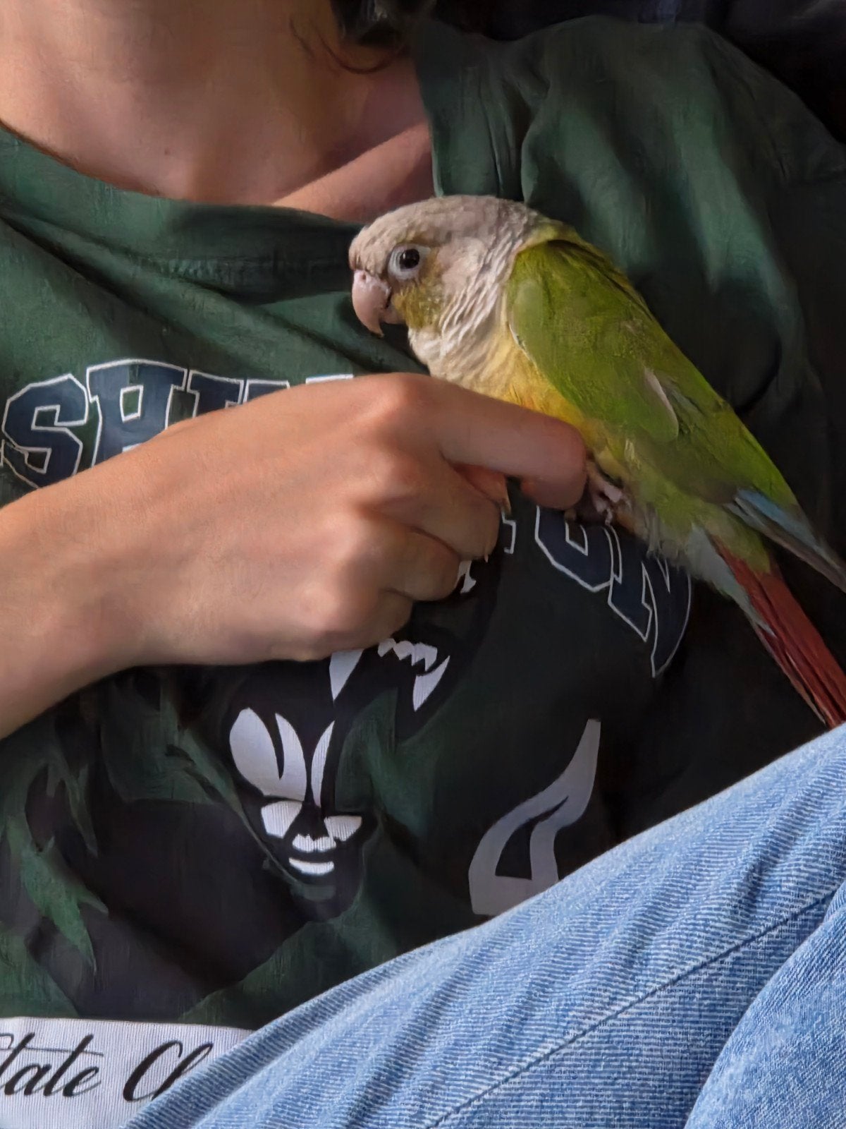 Kiwi zoekt liefdevolle huisje, Geslacht onbekend, Parkiet, Tam
