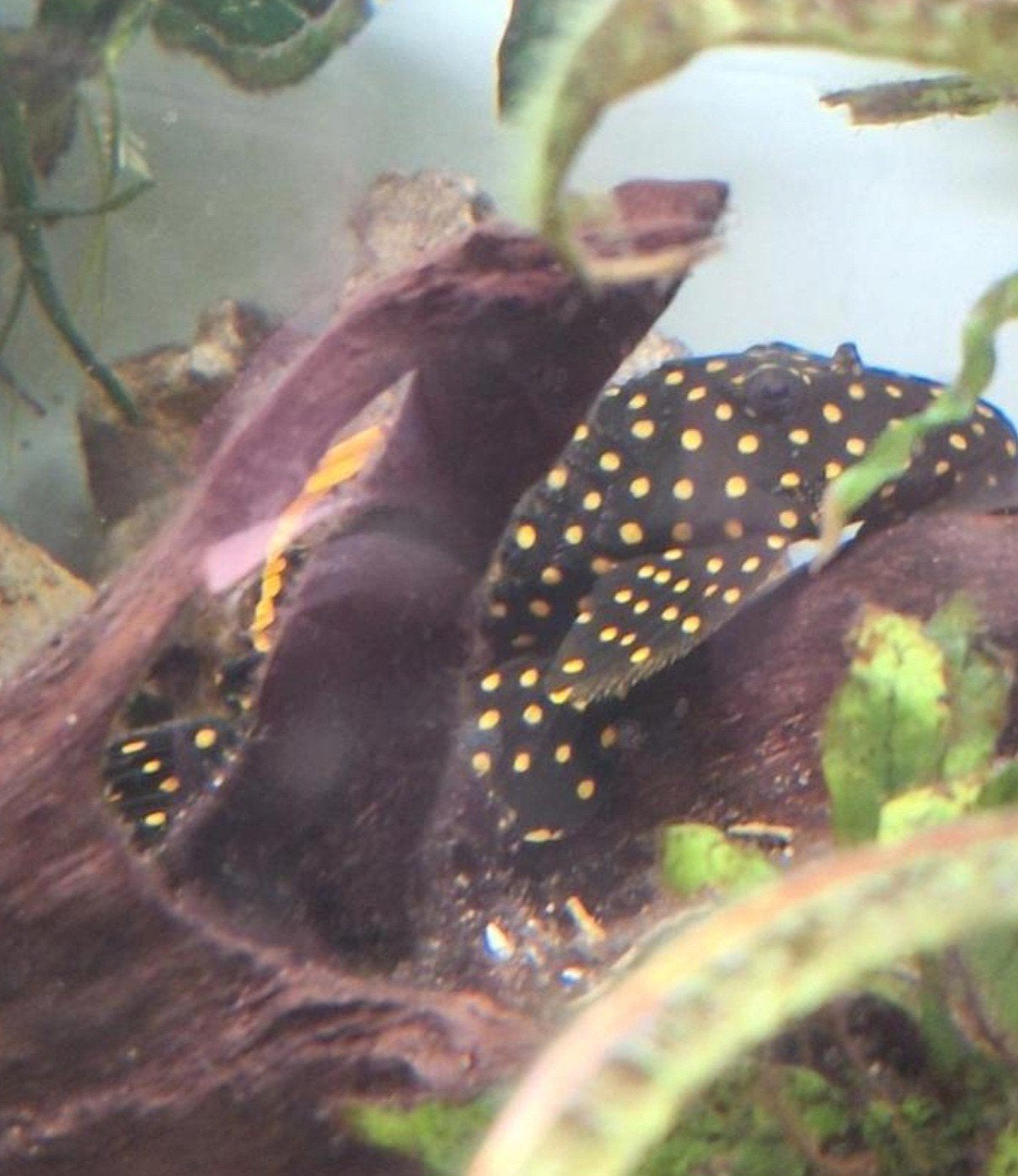 golden nugget L018 te koop, Dieren en Toebehoren, Vis, Zoetwatervis