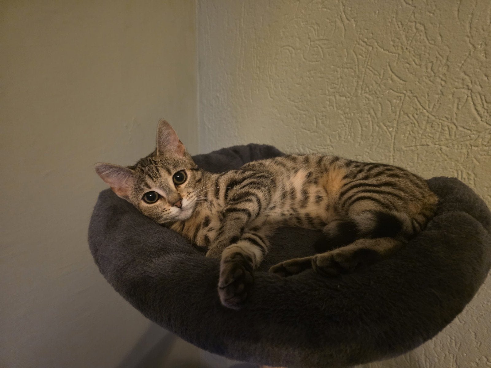Mia speelse kat, Dieren en Toebehoren, Kater
