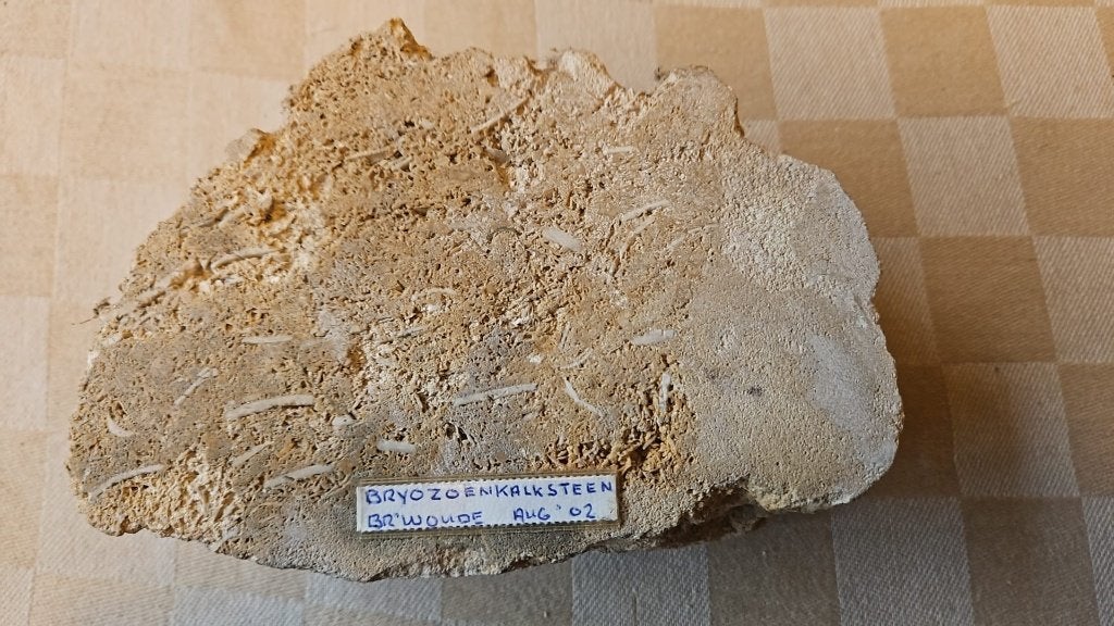 zwerfkei steen geslepen Bryozoen kalksteen + fossielen, Ophalen of Verzenden, Nieuw, Grijs, Overige typen