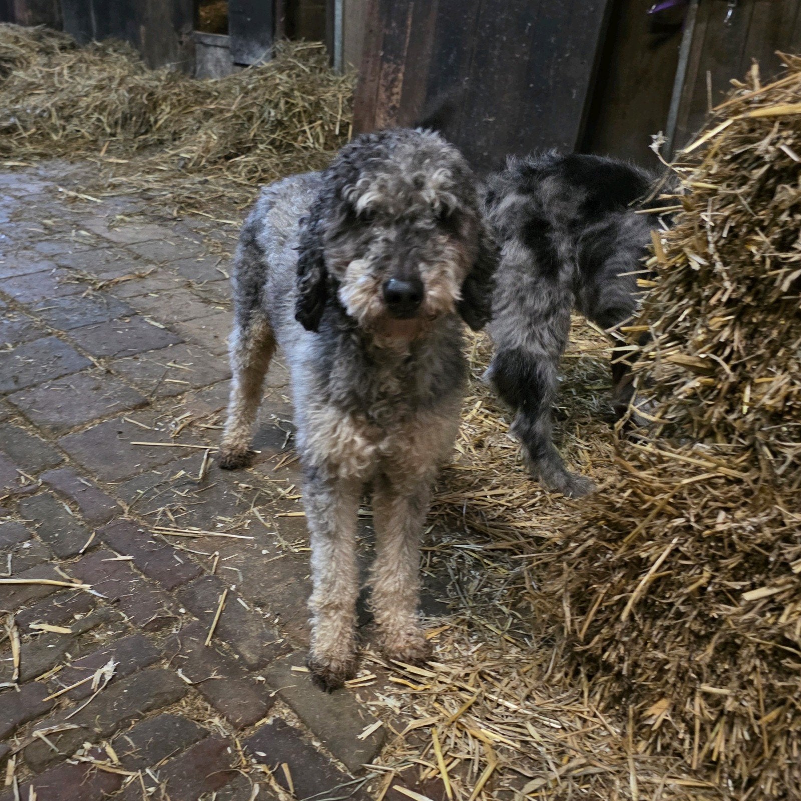 middelmaat poedel dekreu blauw zilver merle, Dieren en Toebehoren, Honden | Niet-rashonden, Reu, CDV (hondenziekte), Eén hond