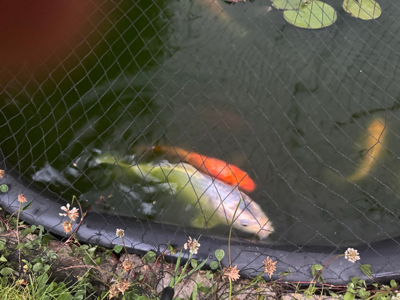 Koi karper 2 stuk 30 cm, Karper of Koi