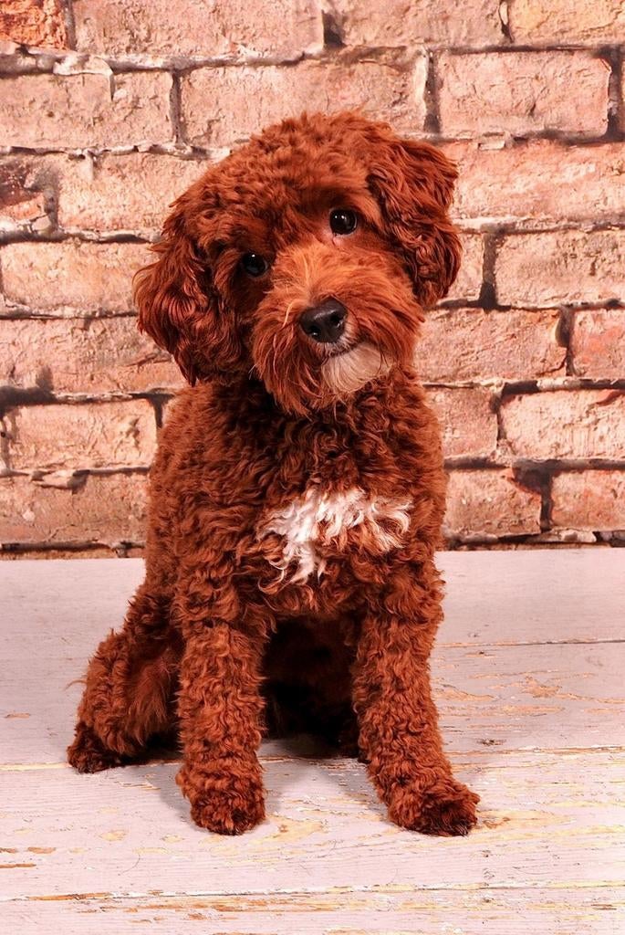 Mini australian labradoodle dekreu met stamboom, Dieren en Toebehoren, Honden | Dekreuen, Reu, 1 tot 2 jaar, Eén hond, Nederland