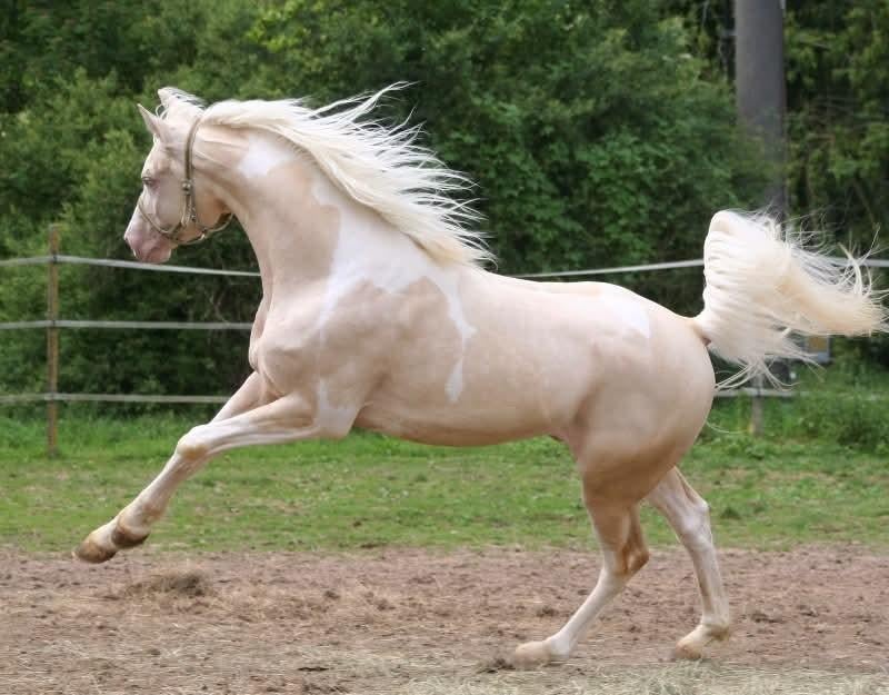 Cremello tobiano (bonte) hengst ter dekking!!, Hengst