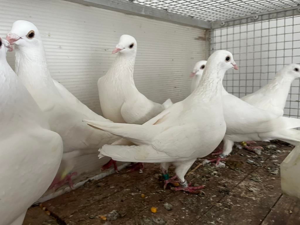 Witte postduiven, Dieren en Toebehoren, Vogels | Duiven, Meerdere dieren, Postduif