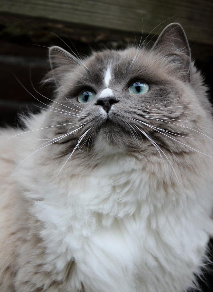 BLUE MINK MITTED RAGDOLL dekkater JOEP, Dieren en Toebehoren, 0 tot 2 jaar