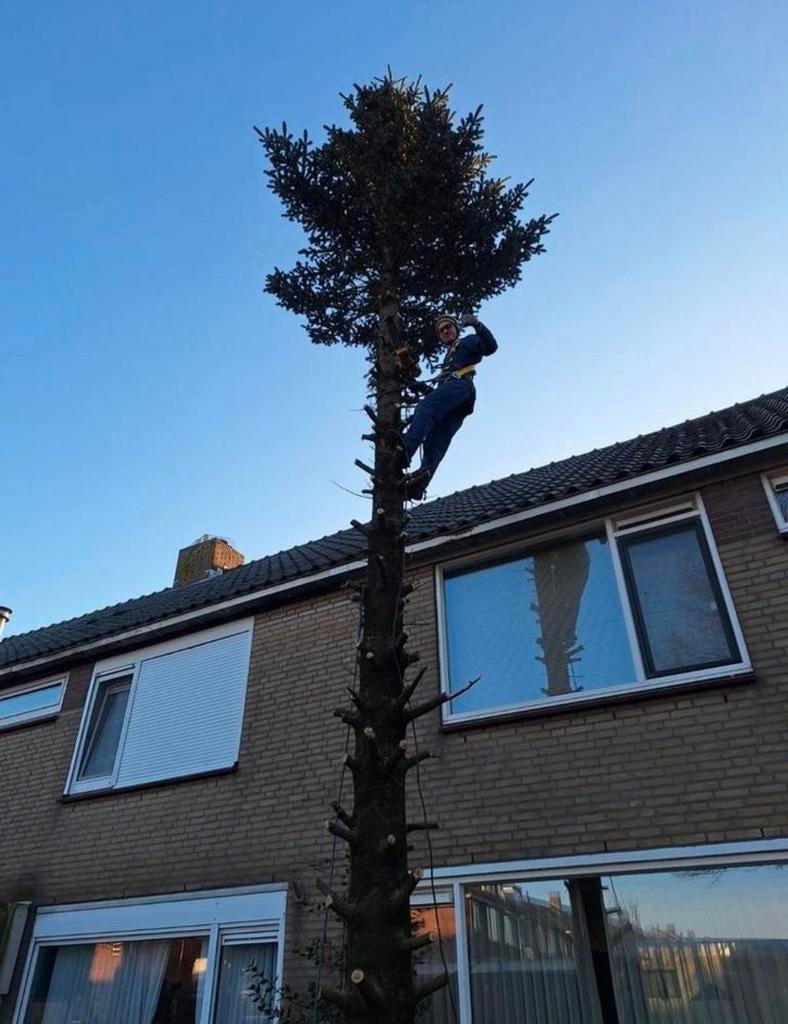 Bomen verwijderen & snoeien – Professioneel en veilig, Diensten en Vakmensen