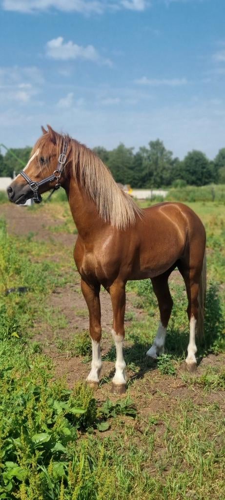 Ter dekking aangeboden Welsh B hengst, Dieren en Toebehoren, Hengst