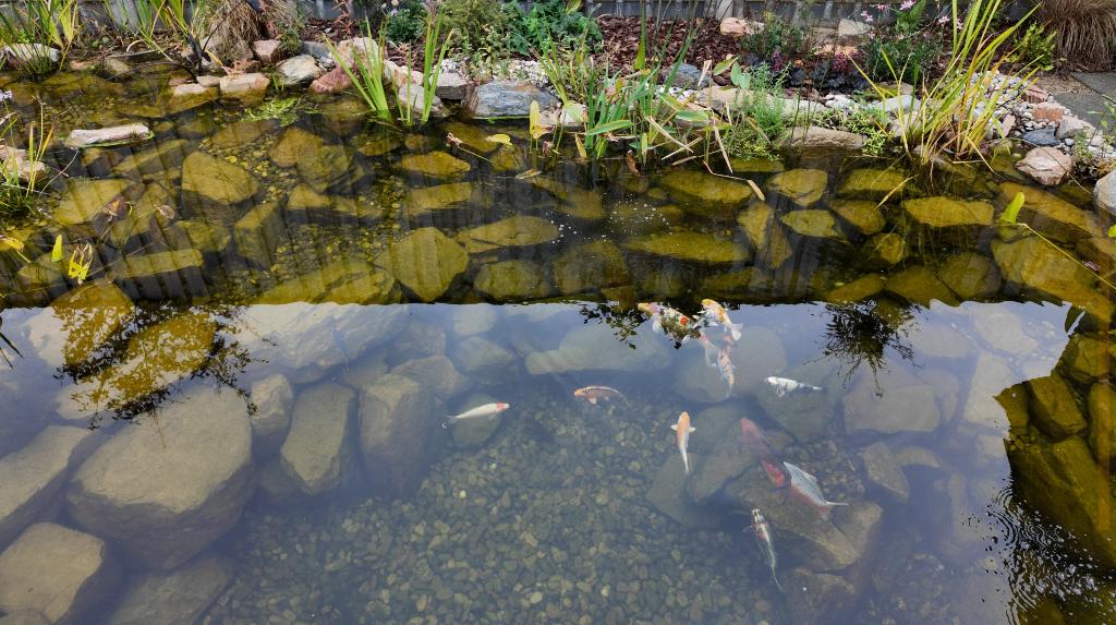 Koivijver aanleg | Koivijver met planten het kan, Tuin en Terras, Vijvers, Ophalen, Nieuw