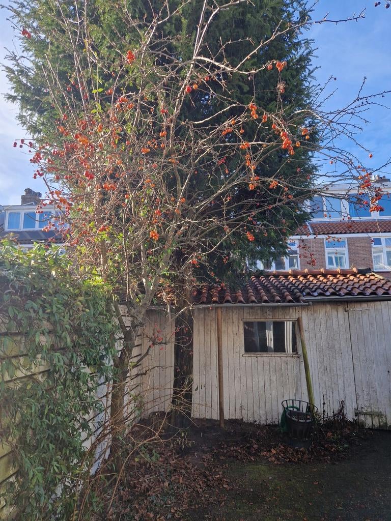 Sierappel, zelf uithalen en ophalen, Ophalen, Halfschaduw, Overige soorten, 100 tot 250 cm