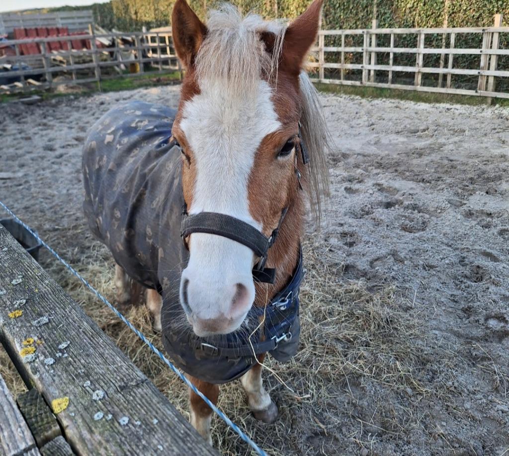 Paardencoaching, Diensten en Vakmensen, Persoonlijke ontwikkeling