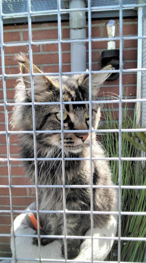 ### **Maine Coon Dekkaters Beschikbaar voor Dekking – €200, Kater