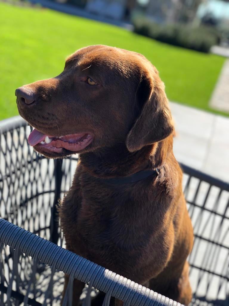 Dekreu labrador (niet te koop), Dieren en Toebehoren, Honden | Dekreuen, Reu, 1 tot 2 jaar, Eén hond, Nederland