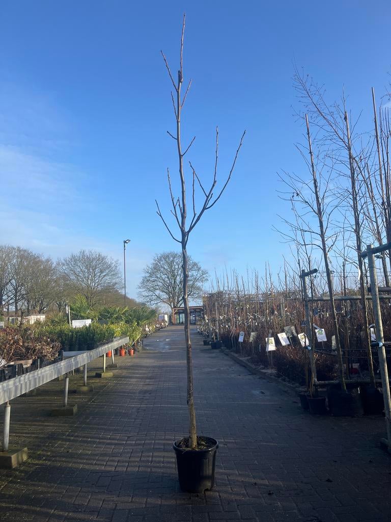 Juglans regia - Walnootboom, Tuin en Terras, Planten | Bomen, Overige soorten, 100 tot 250 cm, Volle zon, Lente, In pot, Ophalen
