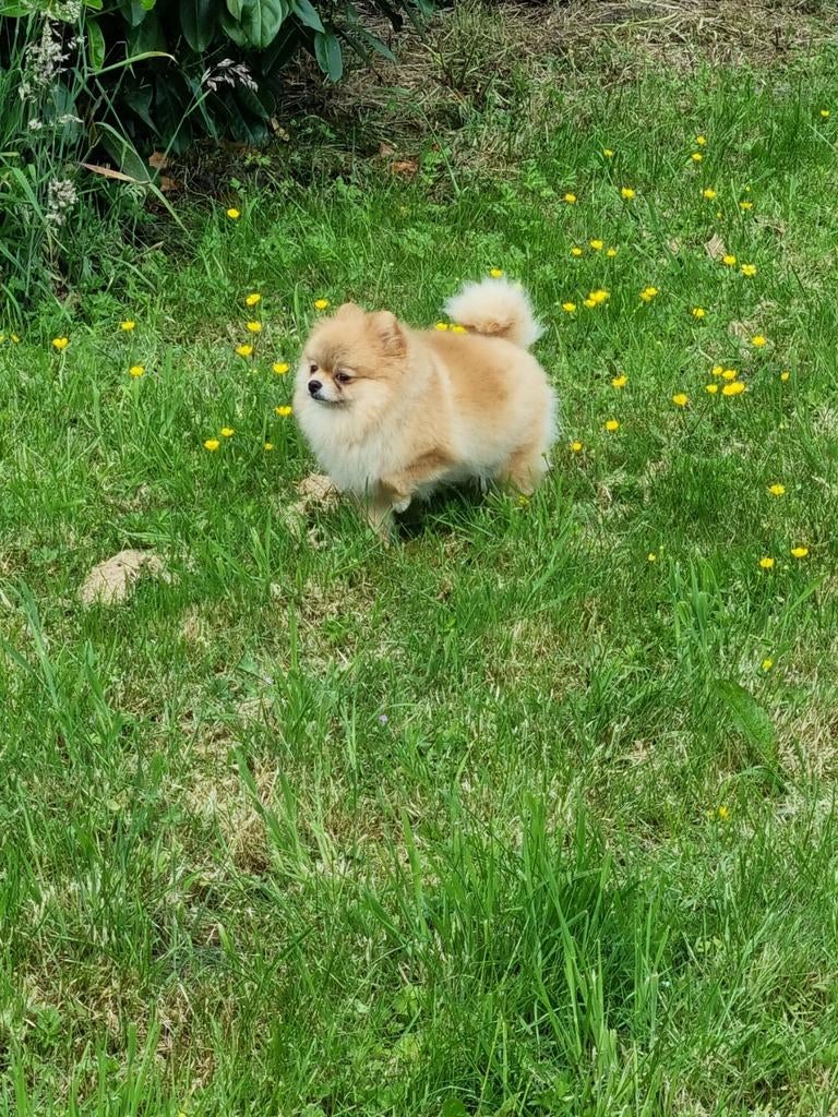 Honden dagopvang, honden/katten trimsalon in Vortum-mullem, Diensten en Vakmensen, Trimmen of Verzorging