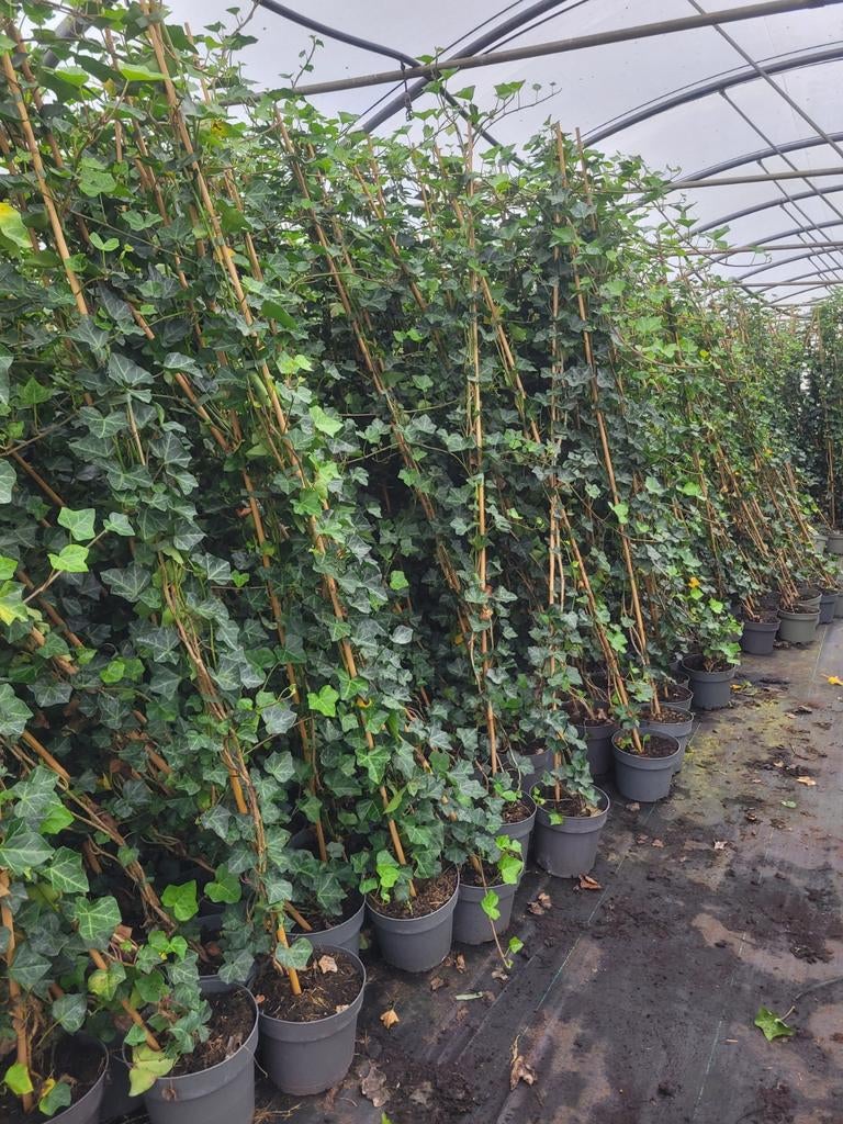 Hedera Klimop - Groene klimmer voor uw tuin!, Vaste plant, Ophalen of Verzenden, Bloeit niet, Halfschaduw