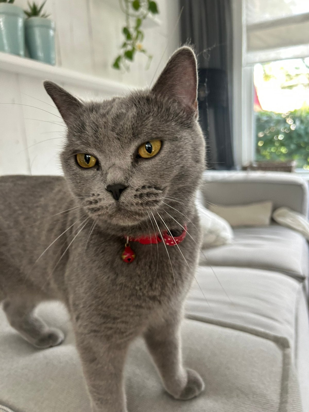 Britse korthaar grijs, Dieren en Toebehoren, Poes
