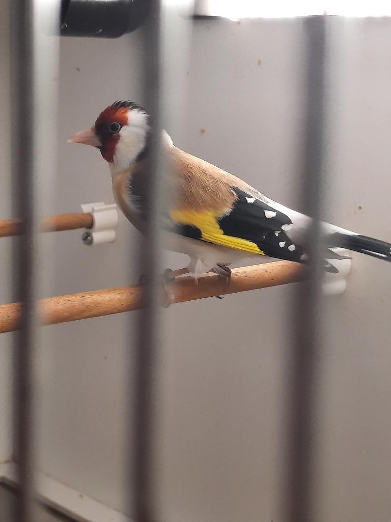 Putter, Dieren en Toebehoren, Mannelijk, Wildzangvogel, Geringd