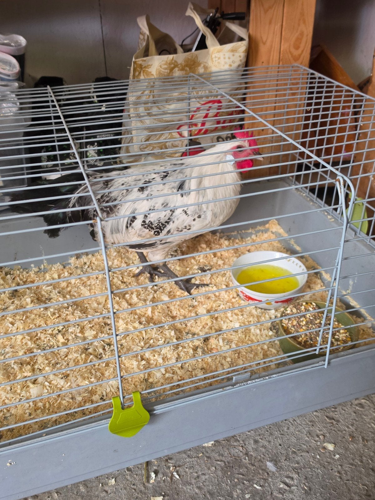 Groninger meeuw haan (Grote variant), Dieren en Toebehoren, Mannelijk, Kip