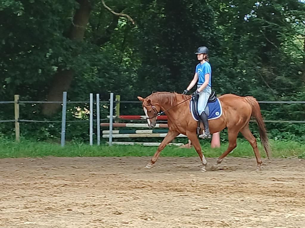 Ruin e-pony 14 jaar, Dieren en Toebehoren, Pony's, B, Ruin, 11 jaar of ouder, Recreatiepony
