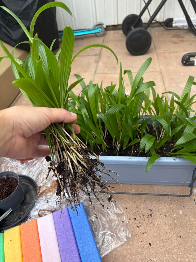 Jonge winterharde palm (Trachycarpus fortunei) – palmboom, Tuin en Terras, Overige soorten, Volle zon, Vaste plant, Ophalen of Verzenden