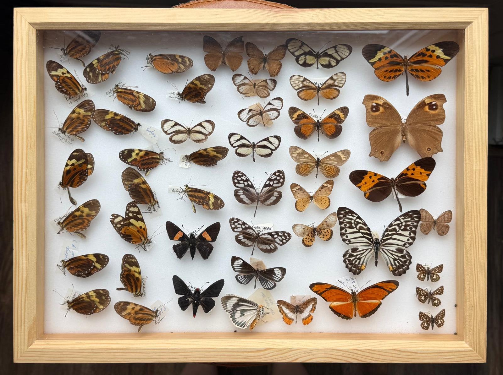 Geprepareerde vlinders in een insectenbox, Ophalen, Insect, Opgezet dier