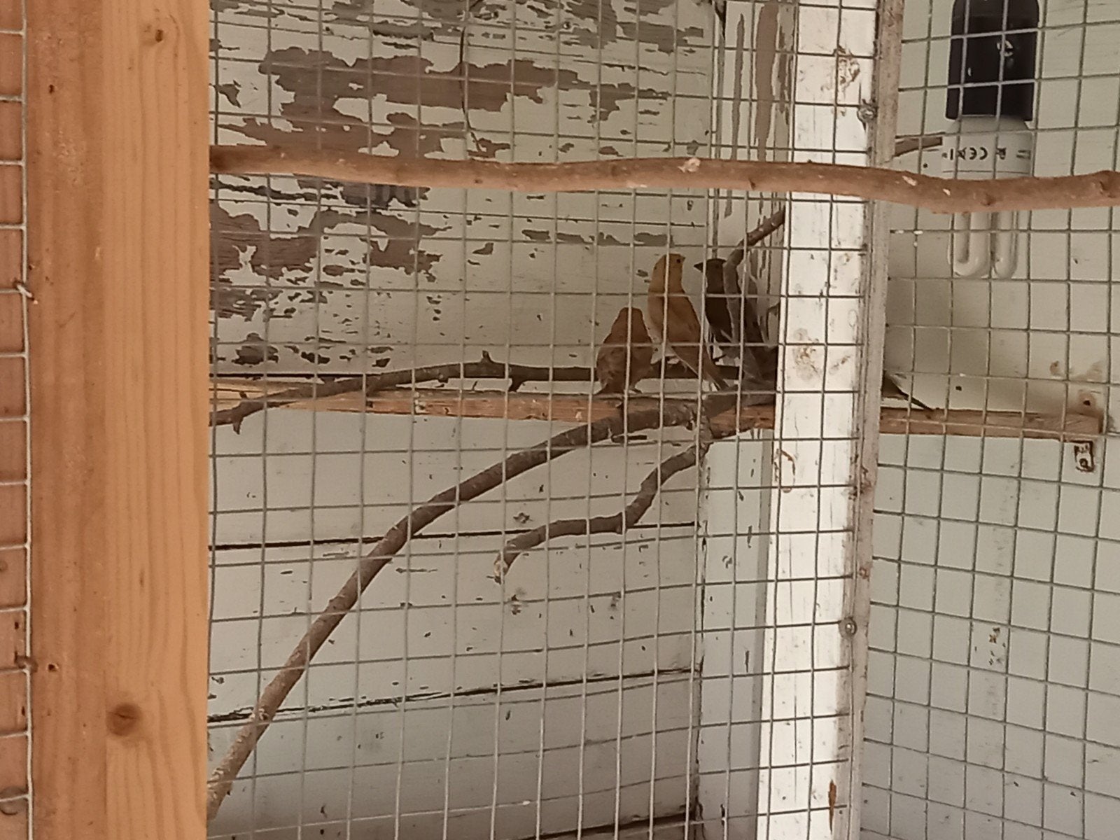 9 jonge groenlingen 7 wildkleur 2 pastal geslacht nog onbeke, Dieren en Toebehoren, Geslacht onbekend
