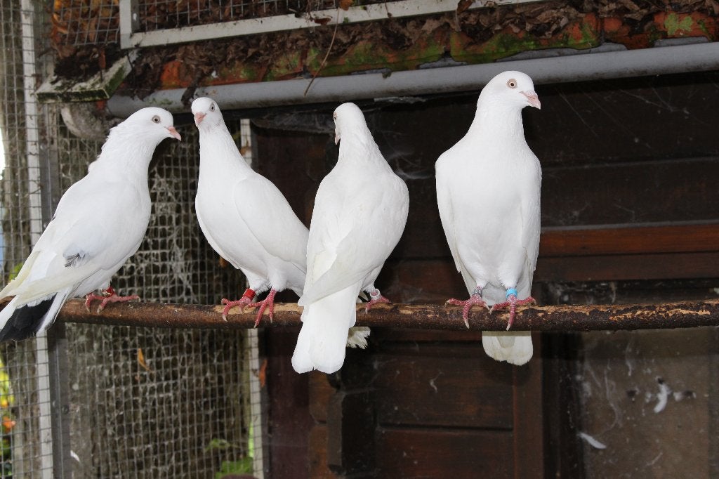 Duiven, hoogvliegers, Cumulet, Meerdere dieren, Overige soorten
