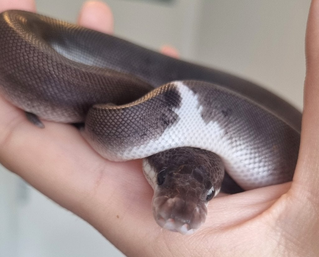 0.1 8 ball ( gravel spotnose clown ) koningspython, Dieren en Toebehoren, Slang, 0 tot 2 jaar