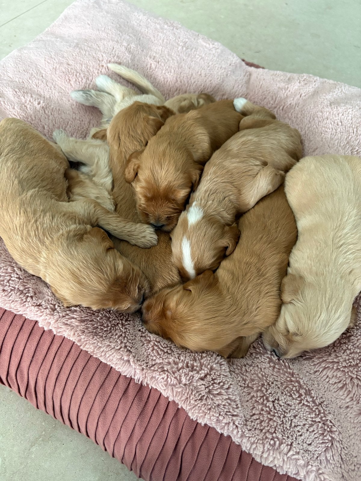 Labradoodle pups medium, Dieren en Toebehoren, 8 tot 15 weken, Parvo, Meerdere, Meerdere dieren