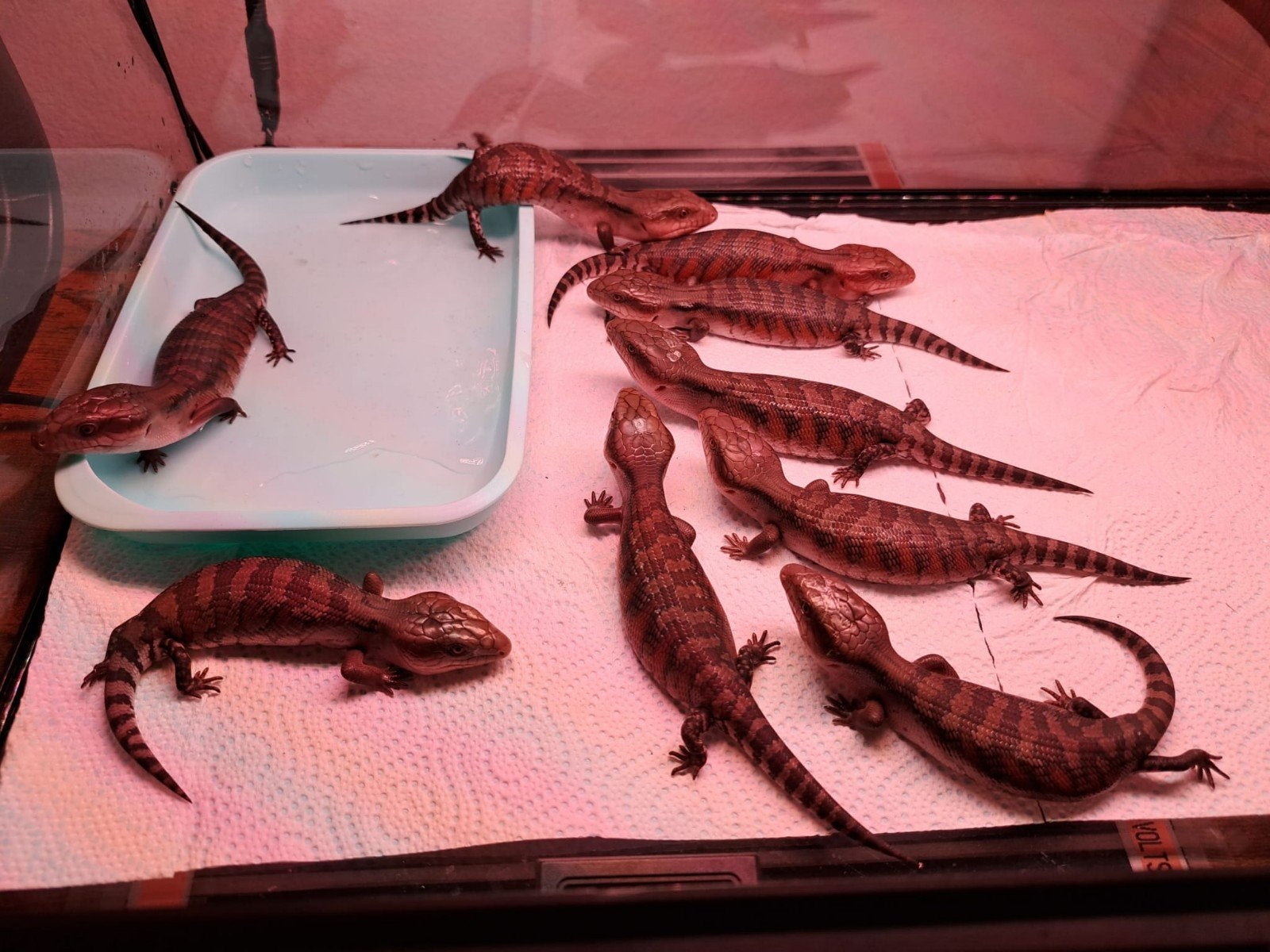 Tiliqua Scincoides Intermedia - Australische Blauwtongskink, Hagedis, 0 tot 2 jaar
