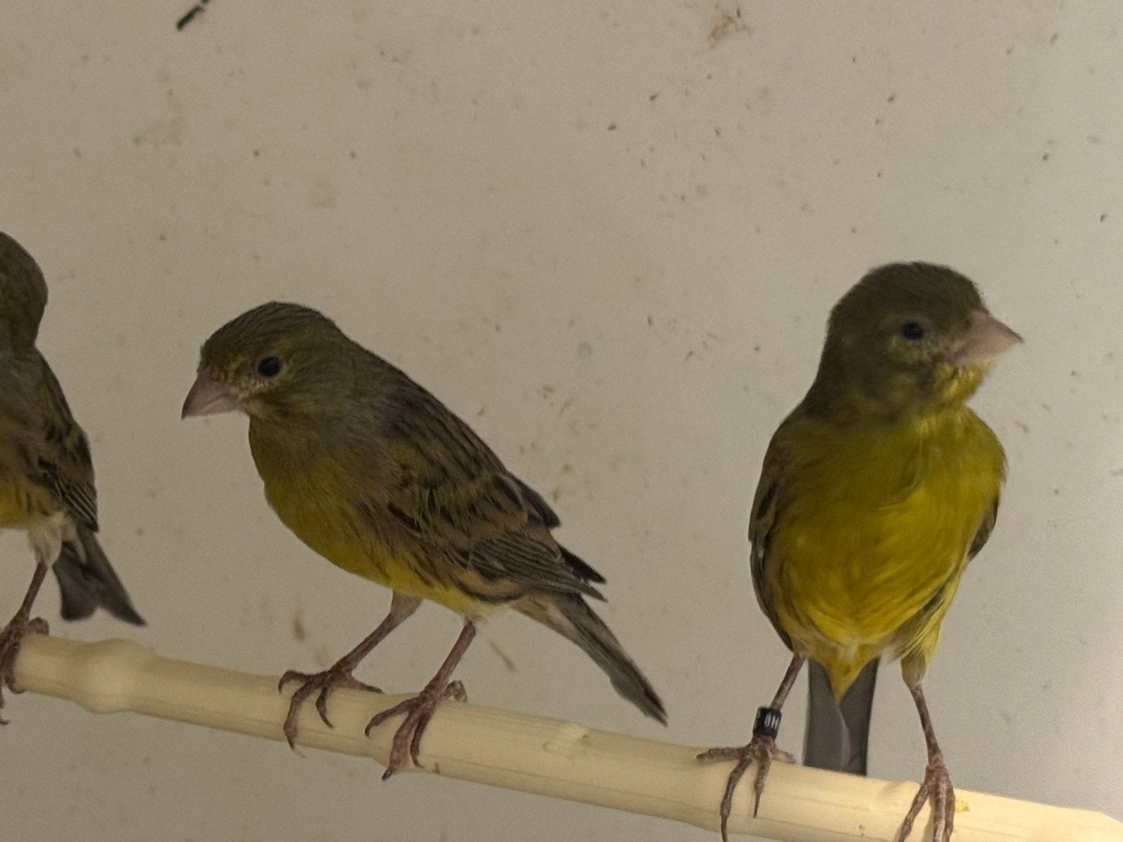Raza vogel te koop, Dieren en Toebehoren, Meerdere dieren