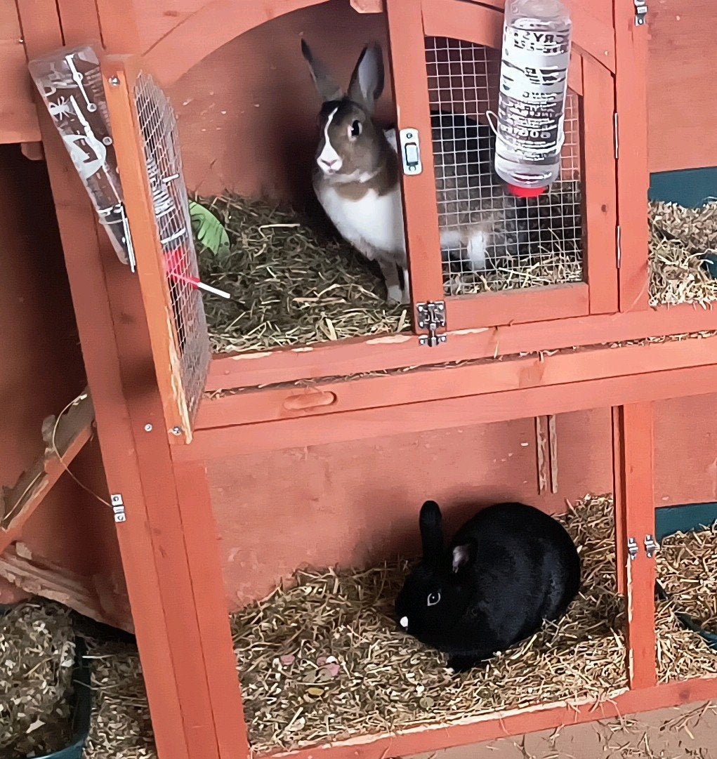 2 konijnen, voedsters 7/8 maanden oud, Vrouwelijk, Middelgroot, 0 tot 2 jaar