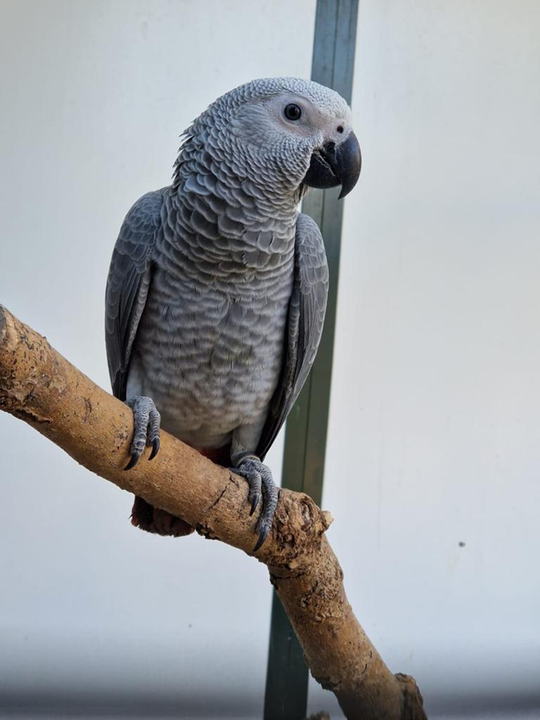 Gevraagd kweek man grijze roodstaart papegaai, Dieren en Toebehoren, Vogels | Parkieten en Papegaaien, Mannelijk, Papegaai