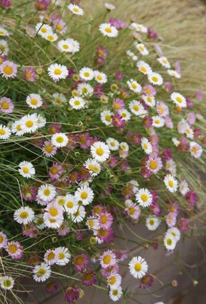 Muurfijnstraal 'Erigeron Karvinskianus' vaste plant, Ophalen