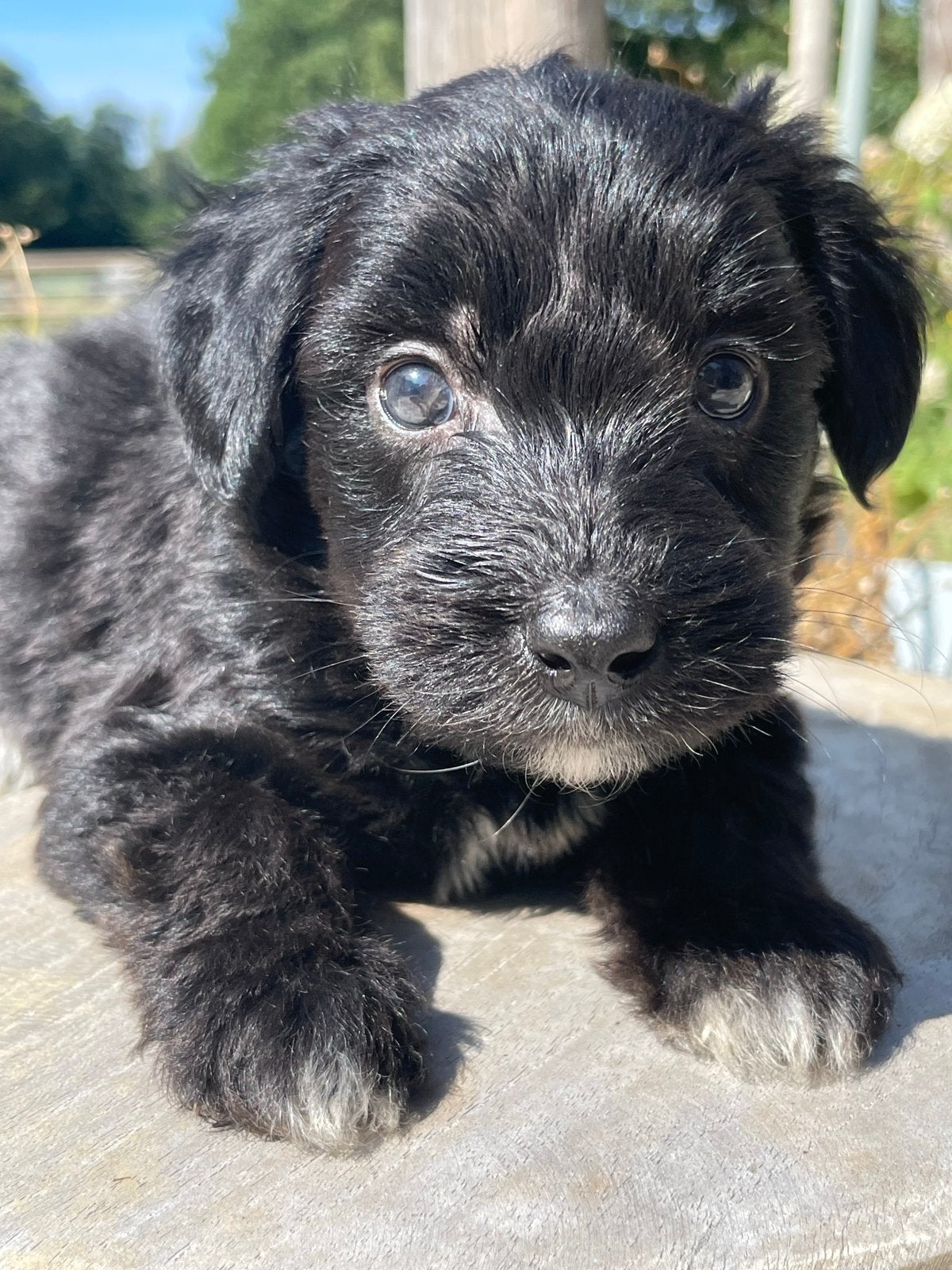 Aussiedoodle 1 reutjes 1 teefje (gereserveerd), Dieren en Toebehoren, Honden | Niet-rashonden, Parvo, 8 tot 15 weken, Meerdere