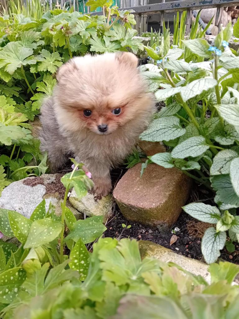 Prachtige Raszuivere Pomeriaan Pups, Particulier, 8 tot 15 weken, Buitenland, Meerdere