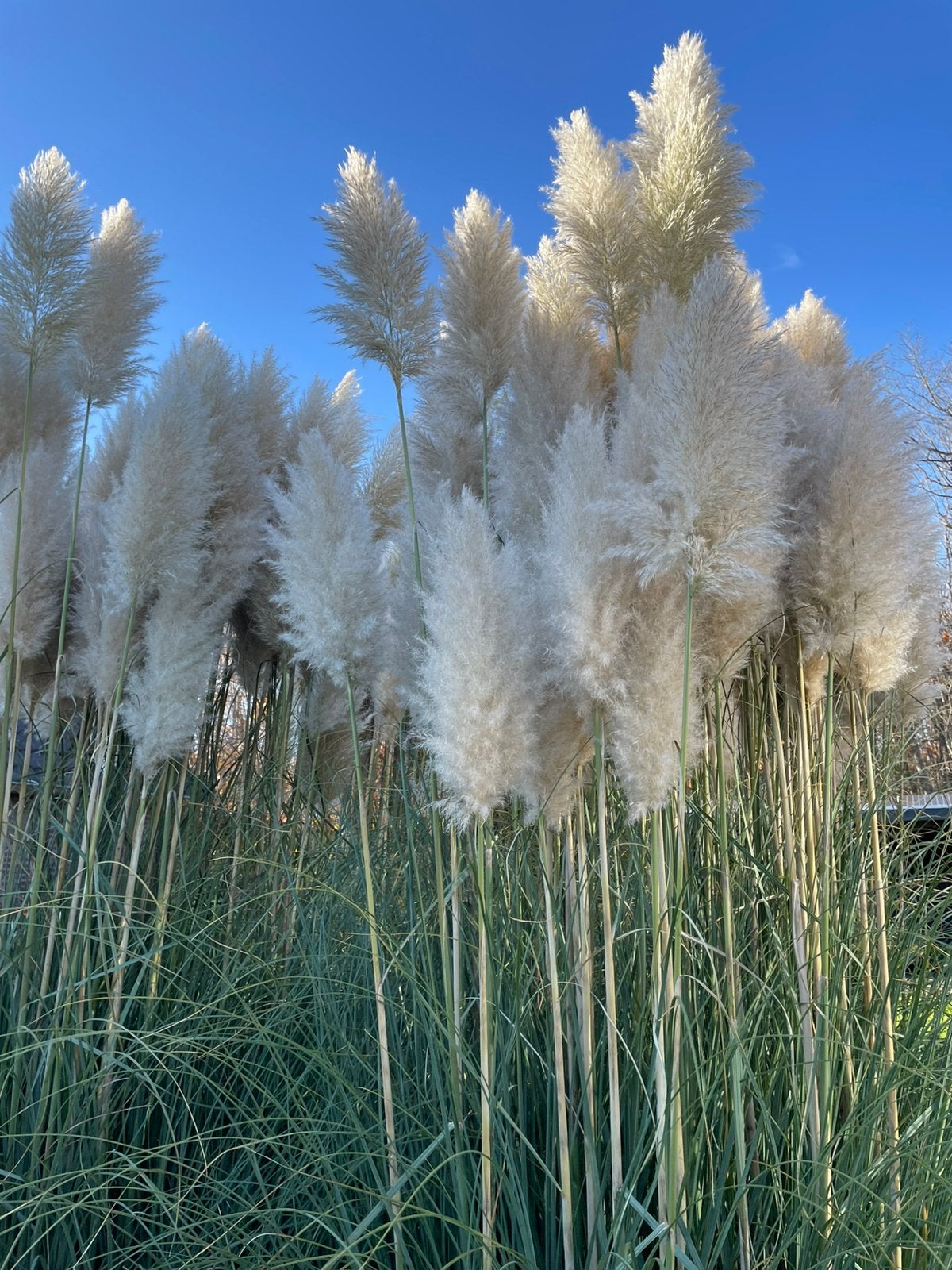 Pampas pluimen van de Pampasgras plant, Ophalen of Verzenden