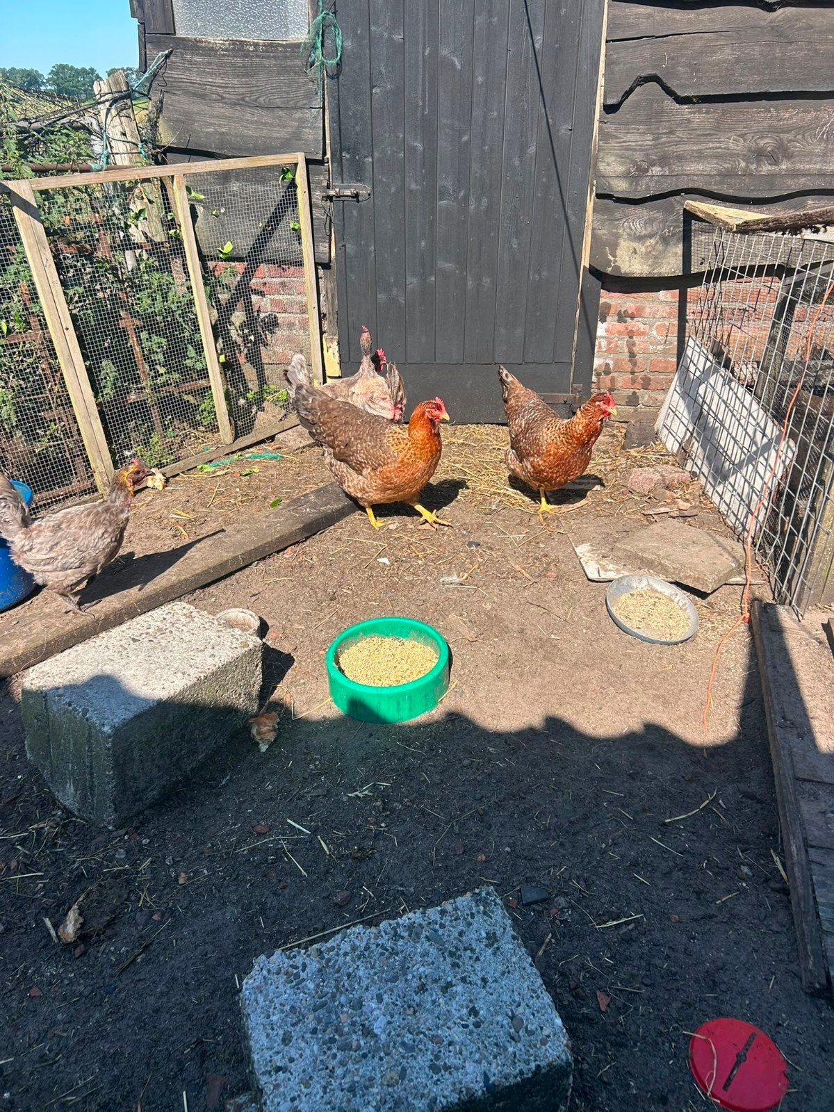 9 Grote Raskippen + haan, Dieren en Toebehoren, Pluimvee, Vrouwelijk, Kip