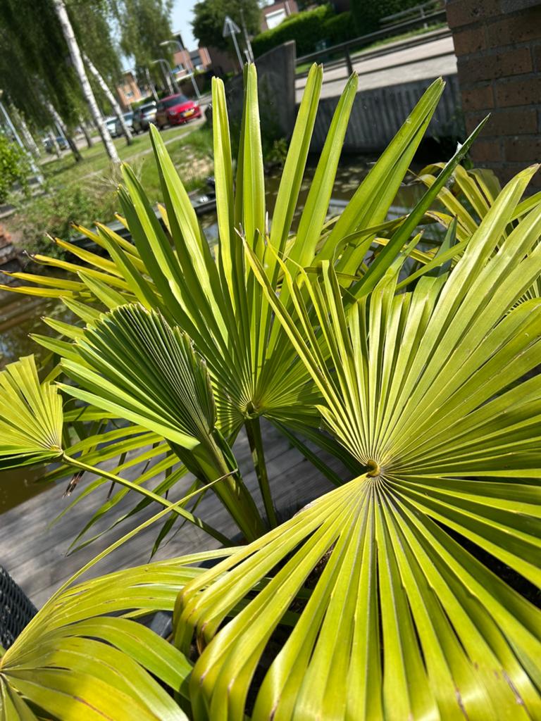 Palmboom voor in de tuin 2 stuks, Tuin en Terras, Planten | Bomen, 100 tot 250 cm, Zomer, Palmboom, Ophalen