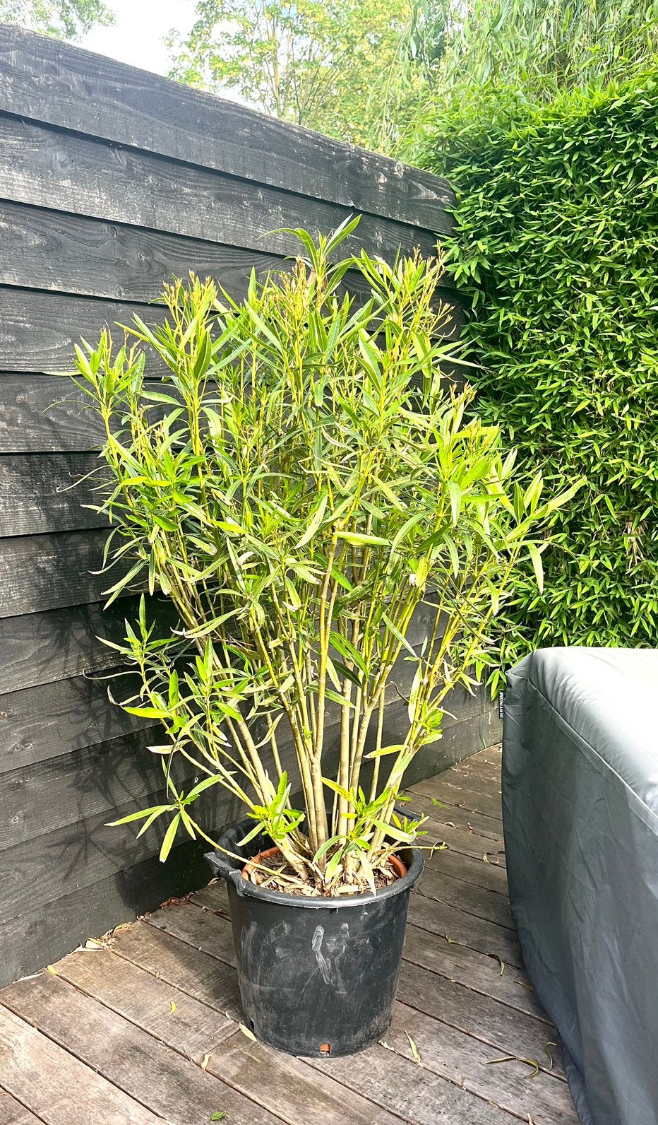 Oleander met witte bloemen, Tuin en Terras, Planten | Tuinplanten, Volle zon, Vaste plant, Zomer, Ophalen