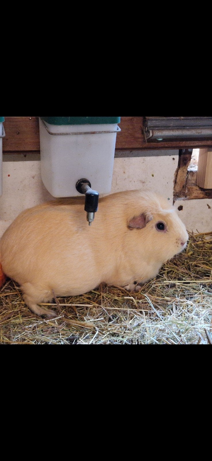 cavia zeug, Cavia, April, Vrouwelijk, Tam