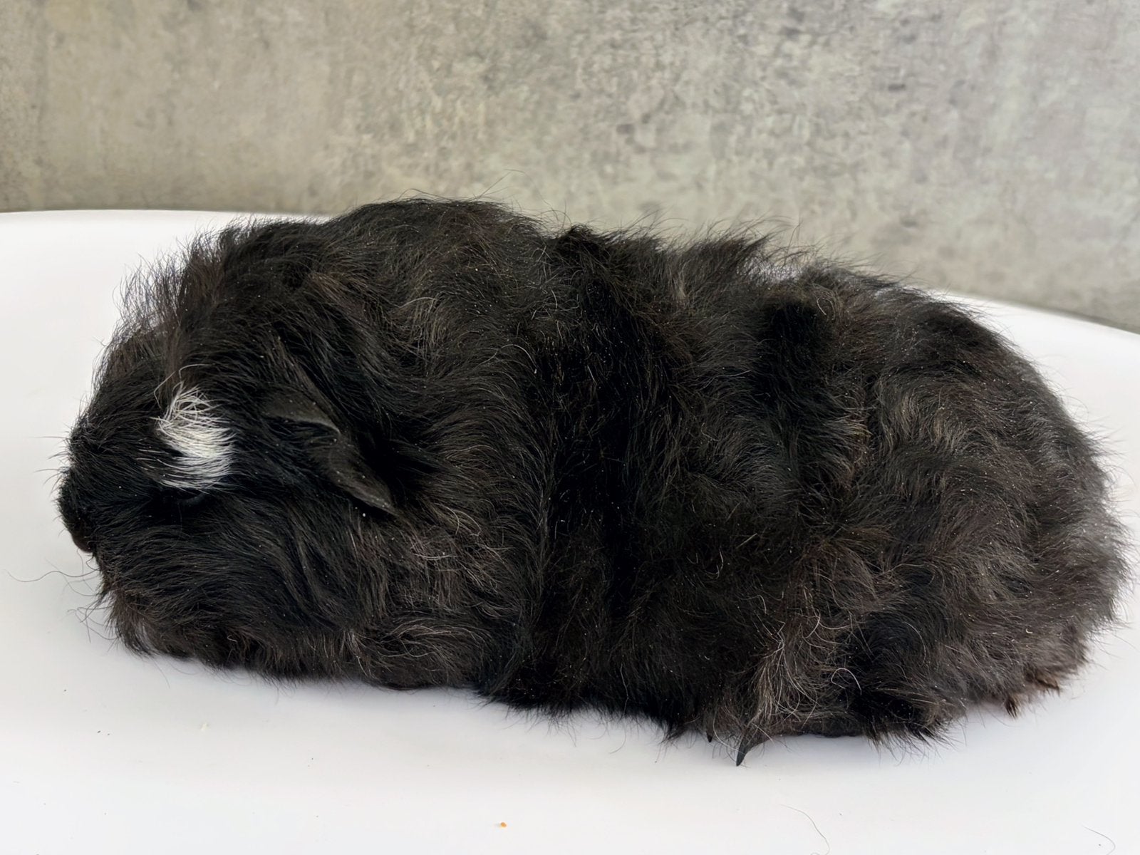2 CH Teddy Beertjes  van 6 weken oud., Cavia, Mannelijk, Mei, Tam